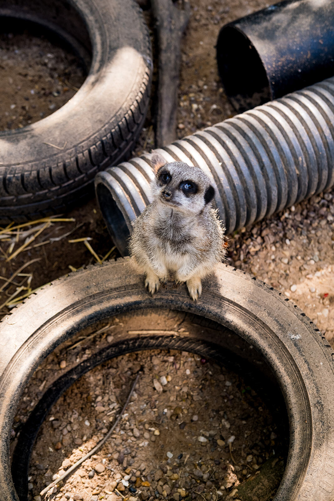 Meerkats in the animal unit at Boston College.