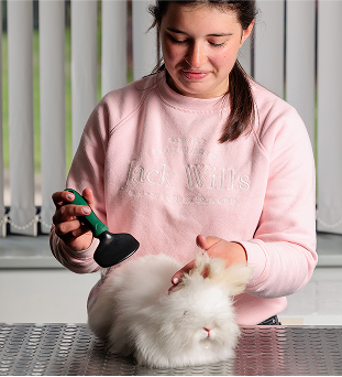 A student brushing a rabbit on a table.