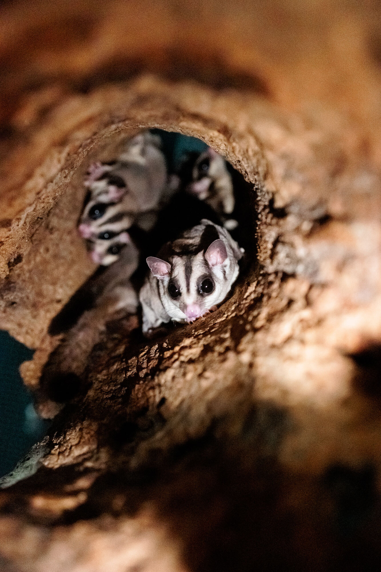 A small animal inside its habitat.