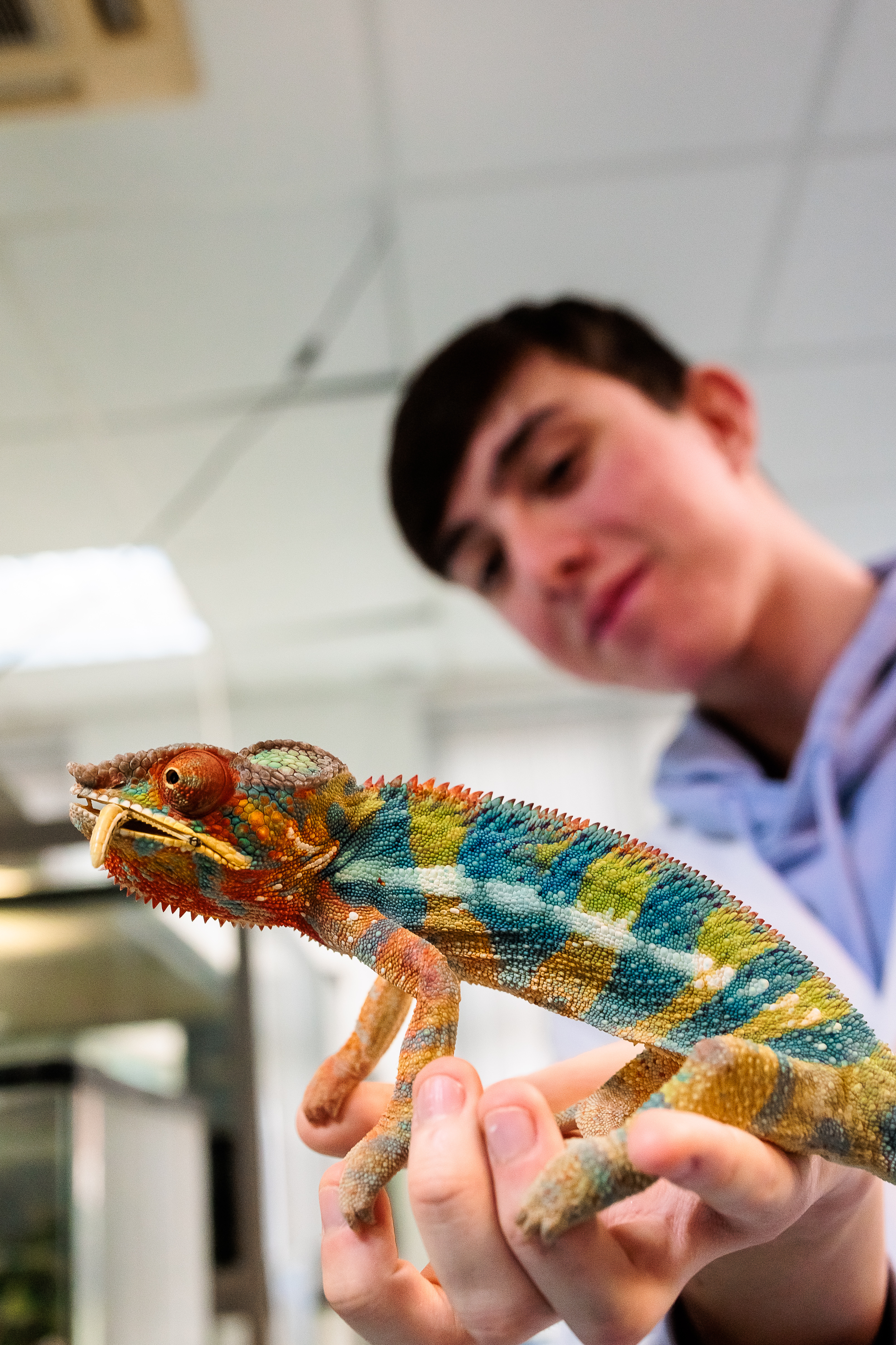 Student holding a multi-coloured lizard.