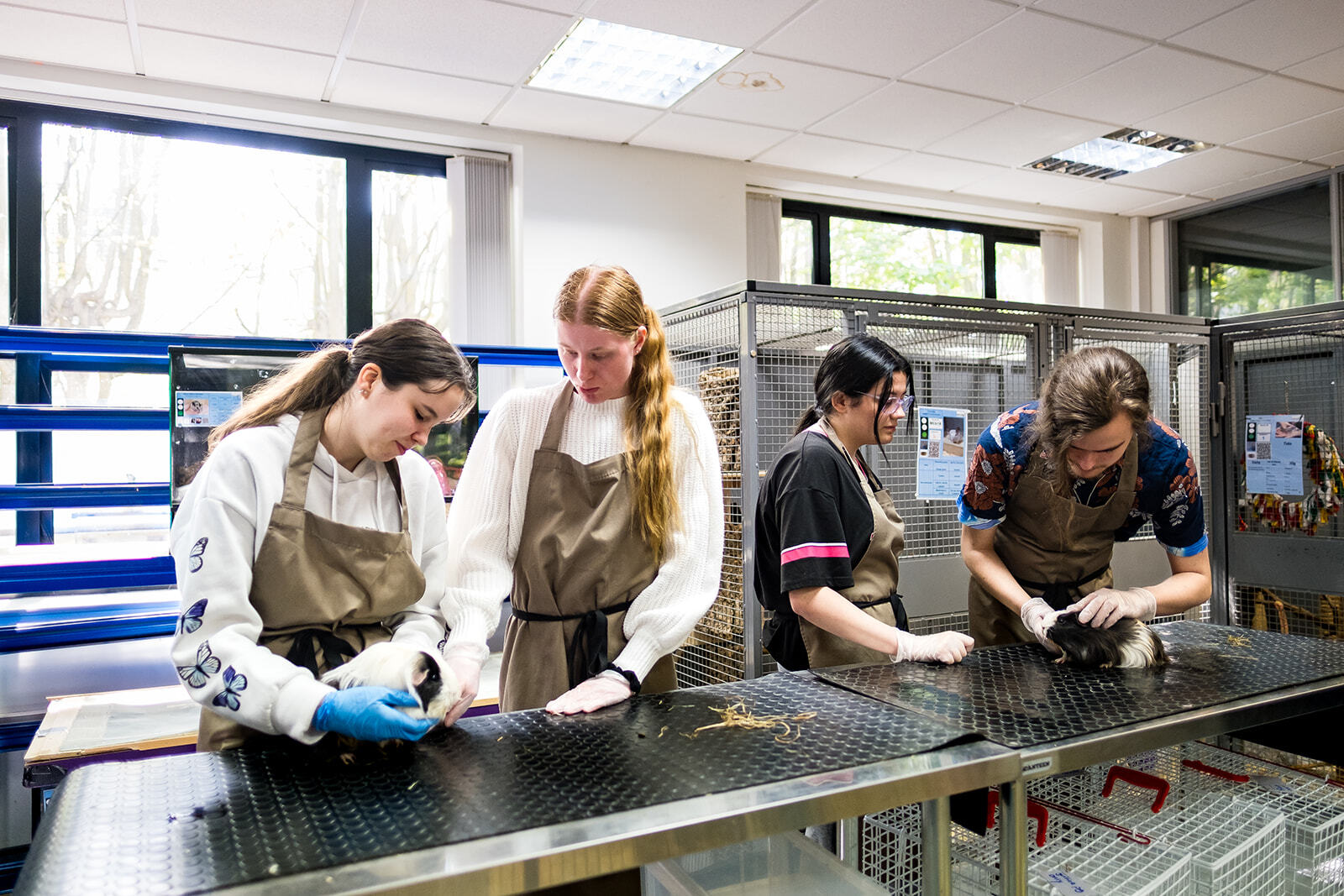 Students attending to two guinea pigs on a veterinary table.