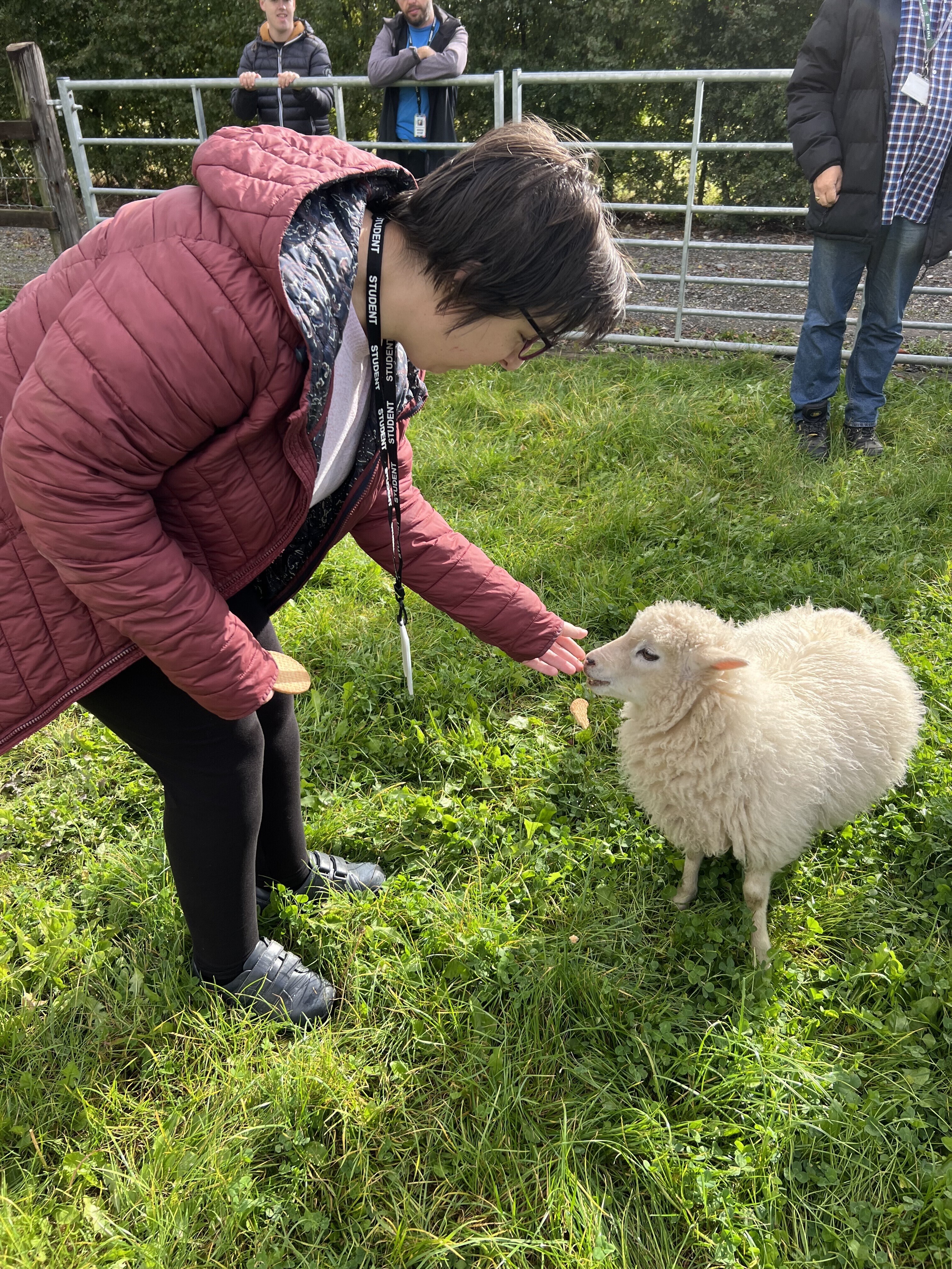 A student stroking a sheep.