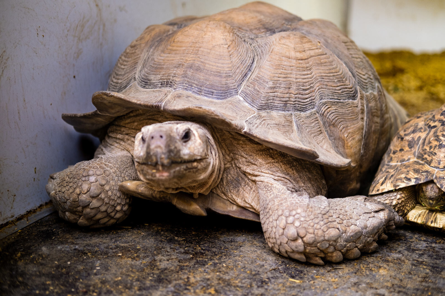 Close-up of a giant tortoise.